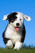 Sheepdog puppy running in the grass