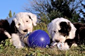 Sibling sheepdog puppies playing with a toy