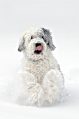 Sheepdog running in snow