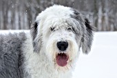 Sheepdog  in snow