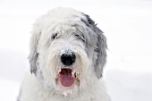 Sheepdog portrait (winter)