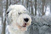 Sheepdog portrait (winter)