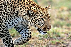 Big Cats