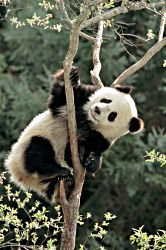 Cub's Climbing Lesson