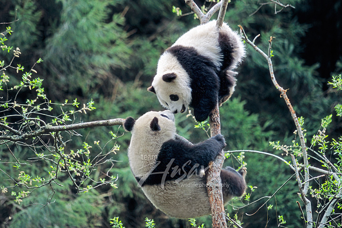 Two 18 month-old  pandas climbing a tree