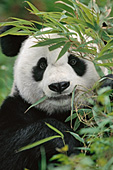 Adult panda hiding behind bamboo leaves