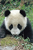 Curious panda cub