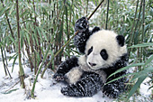 Panda cub playing with bamboo in the snow