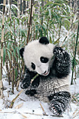 Panda cub chewing on bamboo in the snow