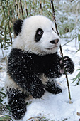Panda cub playing with bamboo in the snow