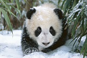 Panda cub walking through bamboo in the snow