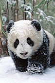 Panda cub walking through bamboo in the snow