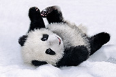Panda cub rolling over in the snow
