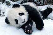 Panda cub playing in the snow