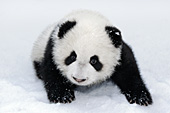 Panda cub playing in the snow