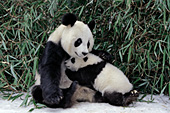 Panda mother cuddling her 4 month-old cub (winter)