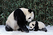 Panda mother & 4 month-old cub (winter)