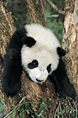 Panda cub playing in a tree