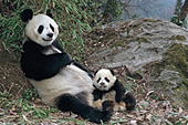 Panda mother and 5 month-old cub