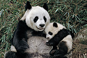 Panda cub cuddling up to its mother