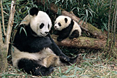 Panda mother and cub in a bamboo forest