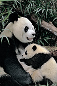 Panda mother and cub