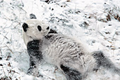 Panda sliding down a snowy hill