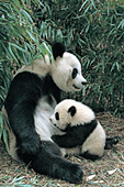Giant panda nursing her cub