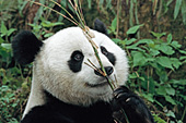 Adult panda with bamboo