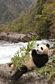 Young panda eating bamboo near a river