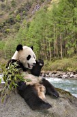 Yearling panda eating bamboo near a river