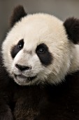 Panda cub portrait