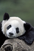 One year-old panda resting in a tree