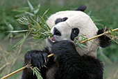 2 year-old panda eating bamboo