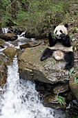 Adolescent panda eating bamboo near a stream