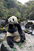 Adolescent panda eating bamboo near a river