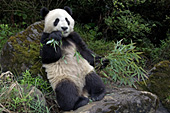 Yearling panda eating bamboo