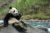 Yearling panda eating bamboo near a river