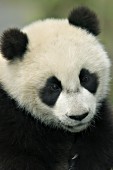 Portrait of a panda cub