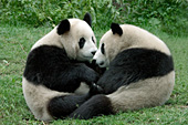 Two adolescent pandas playing