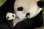Panda mother cradling her six week-old cub