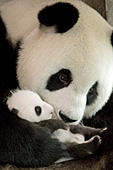 Panda mom cradling her 6 week-old cub