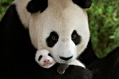 Panda mom holding her 6 week-old cub