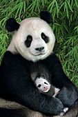 Panda mother holding her 6 week-old cub
