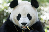 Adult panda eating bamboo