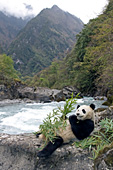Panda eating bamboo on a river bank