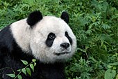 Inquisitive panda