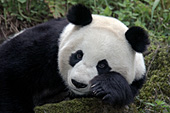 Adult panda resting on a mossy rock