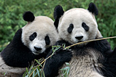 Two adolescent panda "buddies" eating bamboo