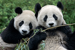 Panda Pals